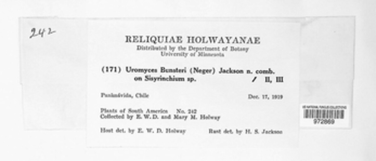 Uromyces bunsteri image